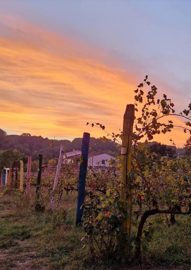 La Casa Nella Vigna Colline Del Vino Apartman Capannori Kültér fotó