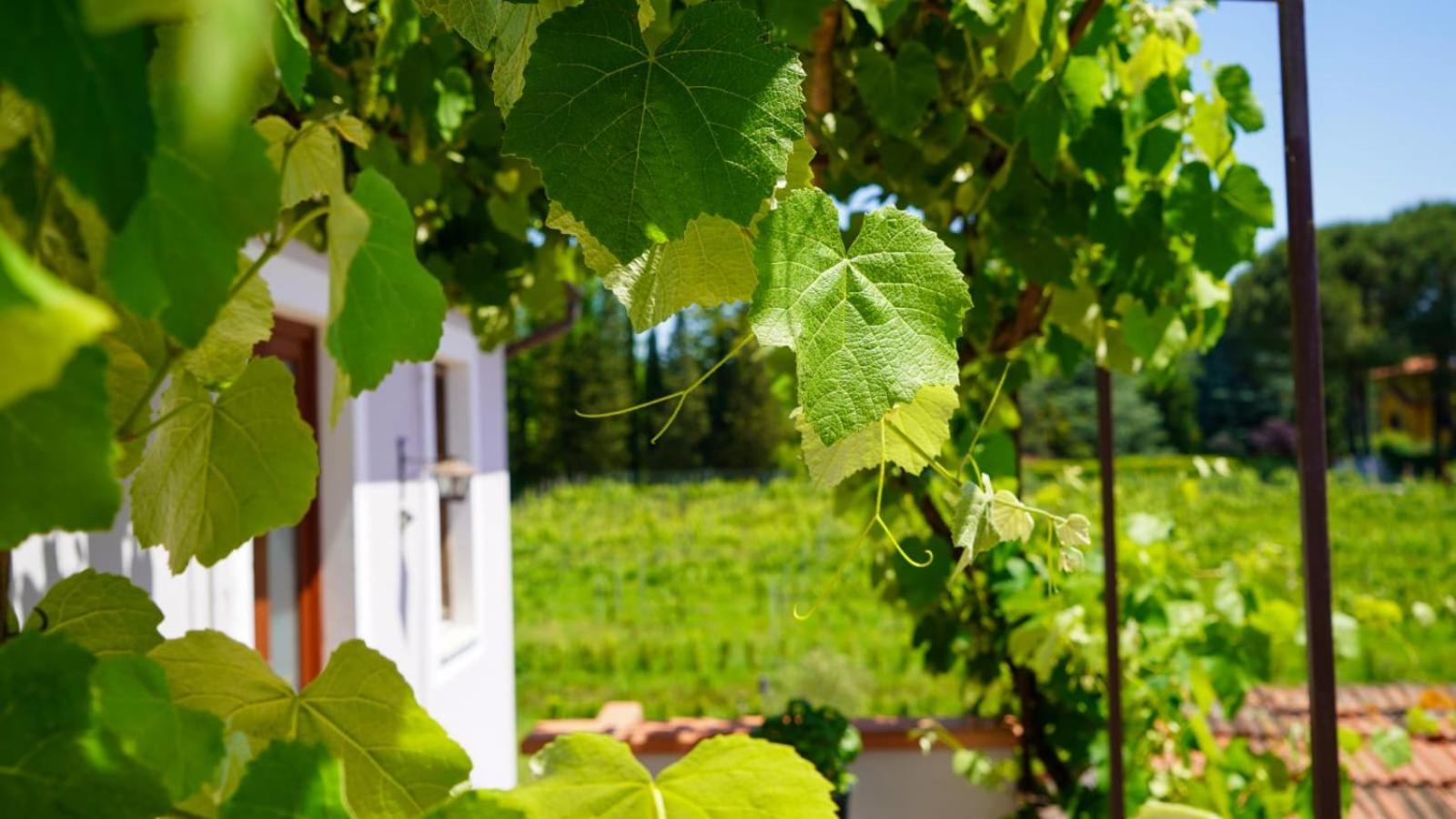 La Casa Nella Vigna Colline Del Vino Apartman Capannori Kültér fotó