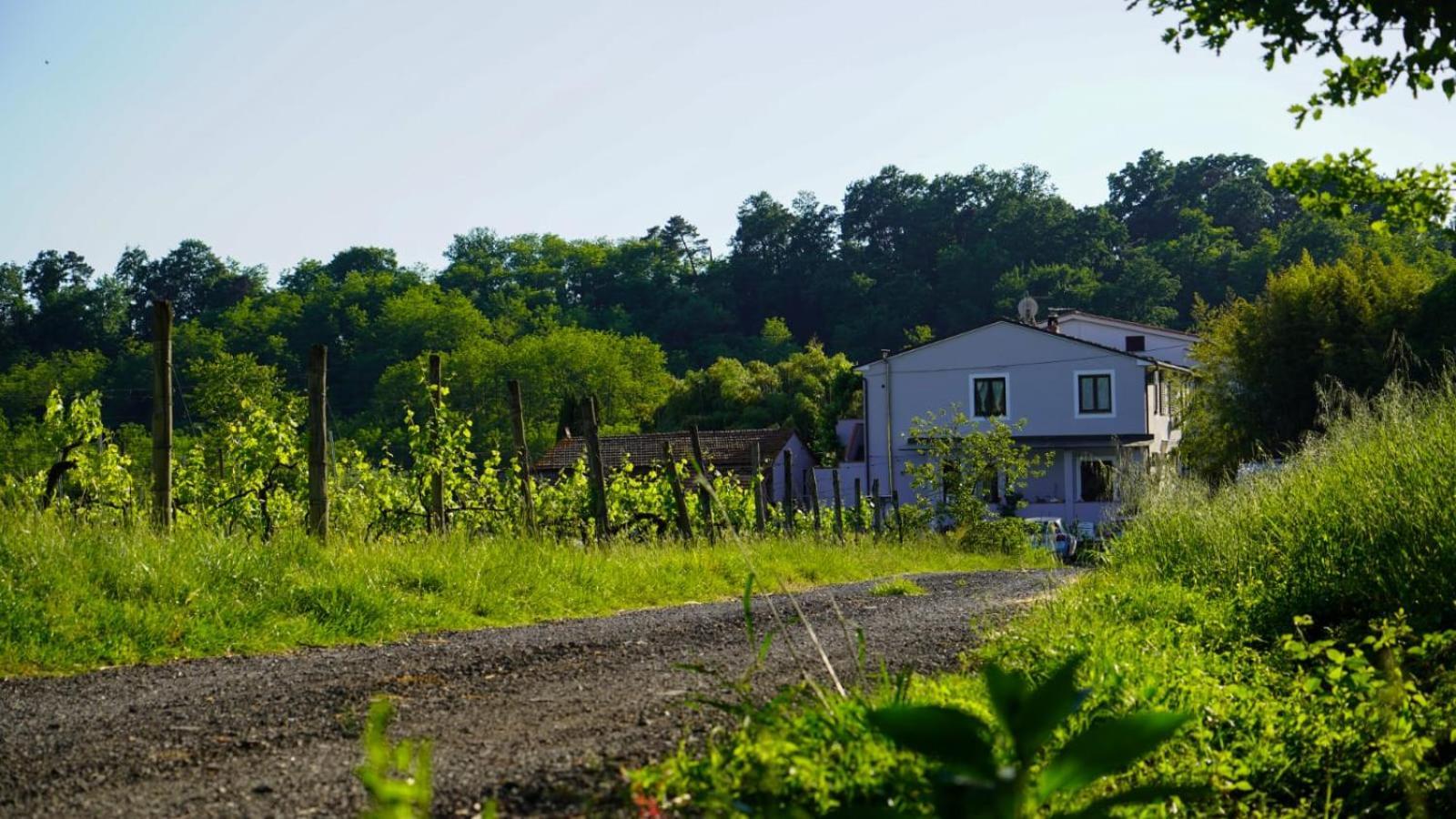 La Casa Nella Vigna Colline Del Vino Apartman Capannori Kültér fotó