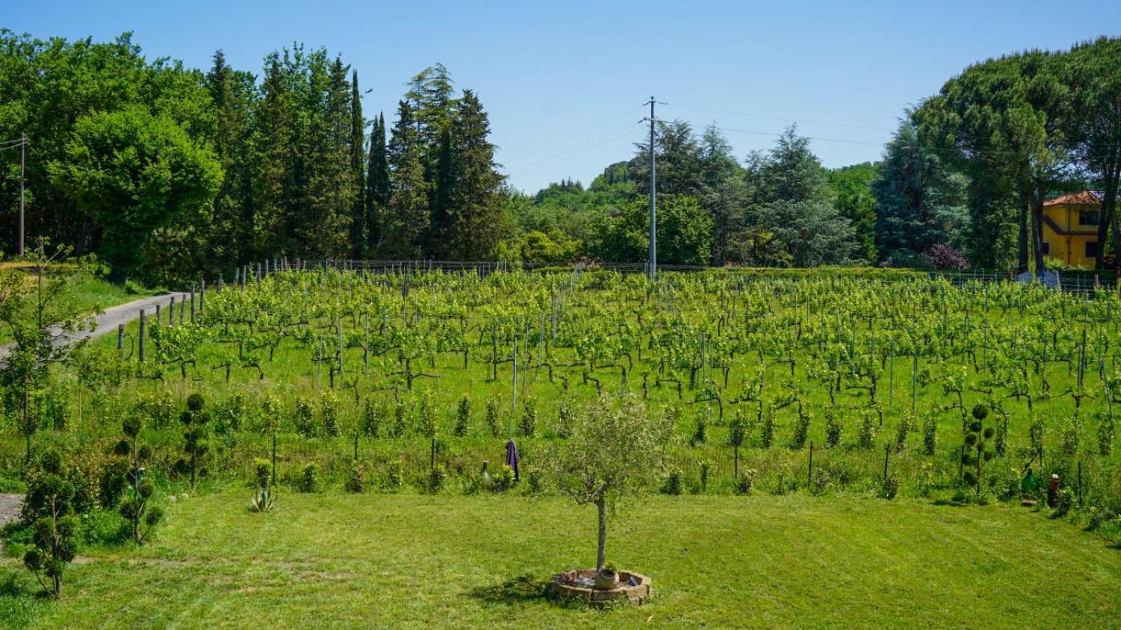 La Casa Nella Vigna Colline Del Vino Apartman Capannori Kültér fotó